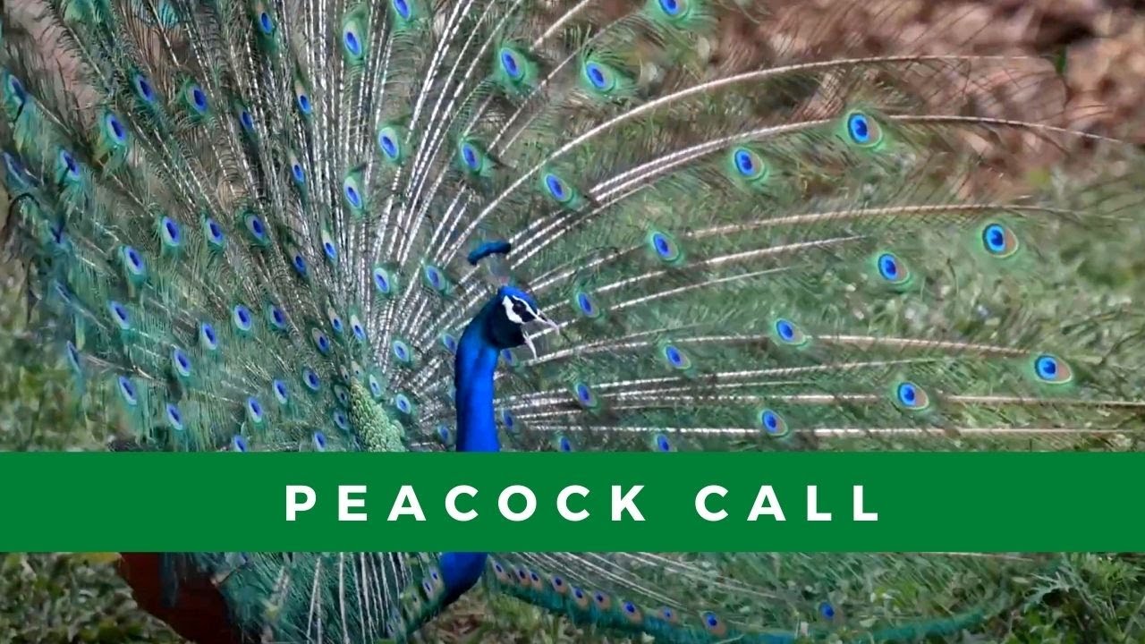 What does a peacock sound like? Male peacock dance YouTube