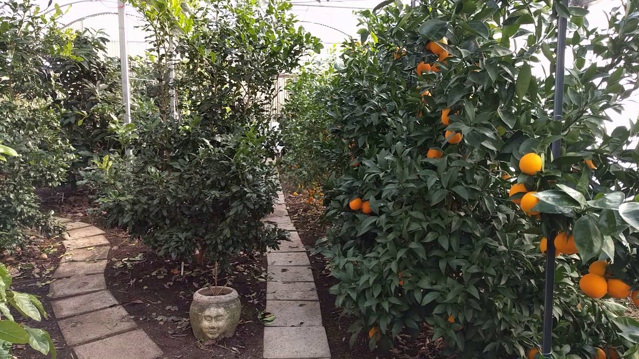 Citrus in Canada, January 2018 YouTube