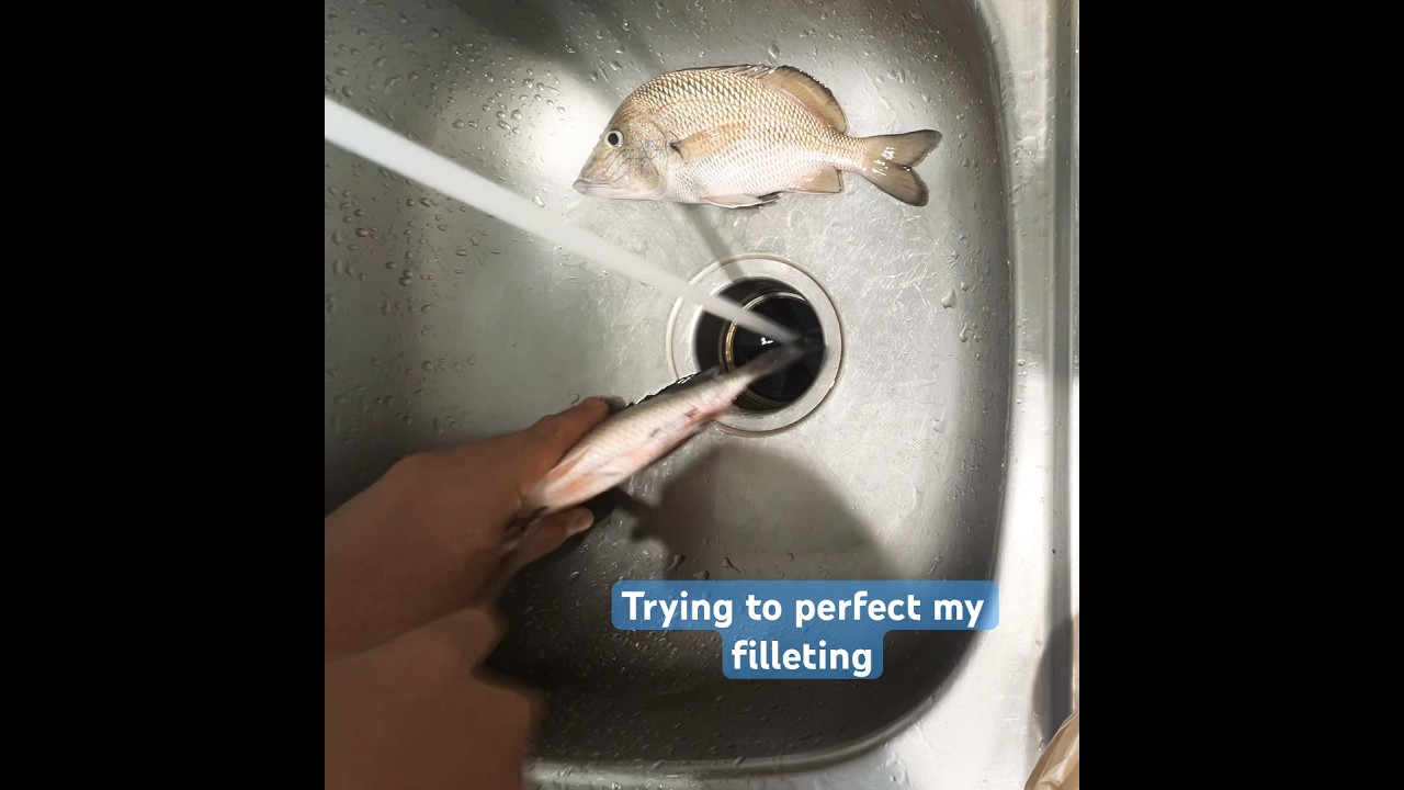 Red snapper and blue striped grunt for lunch … learning to fillet this stuff 