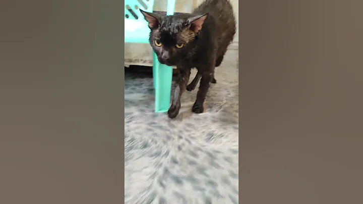 Video 9576501: persiancat cats catlover, persiancat bathing