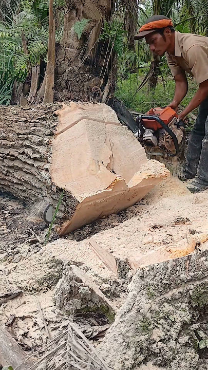 merapikan pangkal #woodworking #chainsaw