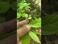 クロモジの見分け方~日曜朝8時食べられる野草散歩ライブ ハイライト