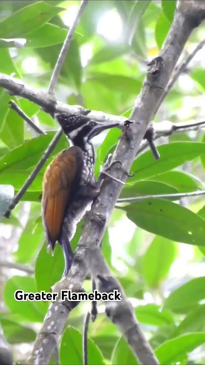 Greater Flameback / Pelatuk tunggir emas #nature #wildlife #wildbirds #burungindonesia #burungliar #