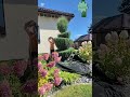 фигурная стрижка можжевельника