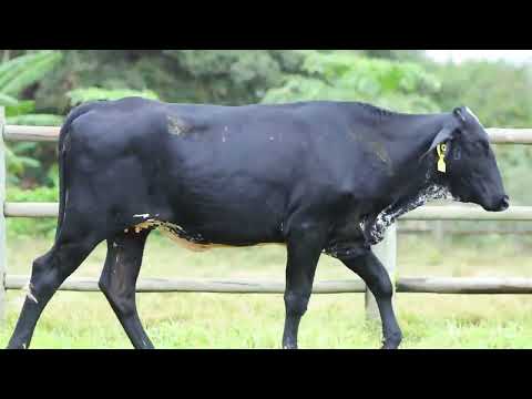 LOTE 45 - REM0923 - Novilha Girolando 1/2 HOL + 1/2 GIR à venda à venda no 10º GIR E GIROLANDO
