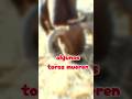 algunos toros mueren!! #jaripeo #montadetoros #toros #toro #videosdetoros #jaripeos