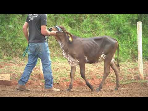 LOTE 64 • 7º Leilão Girolando Fazenda Diamante • GCO 0747    1169