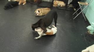 The Barking Lot - 10/17/16 - MAH07537