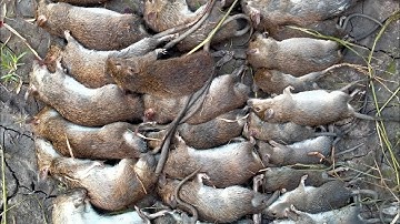 bắt chuột trong mùa cắt lúa vui như thế nào #15