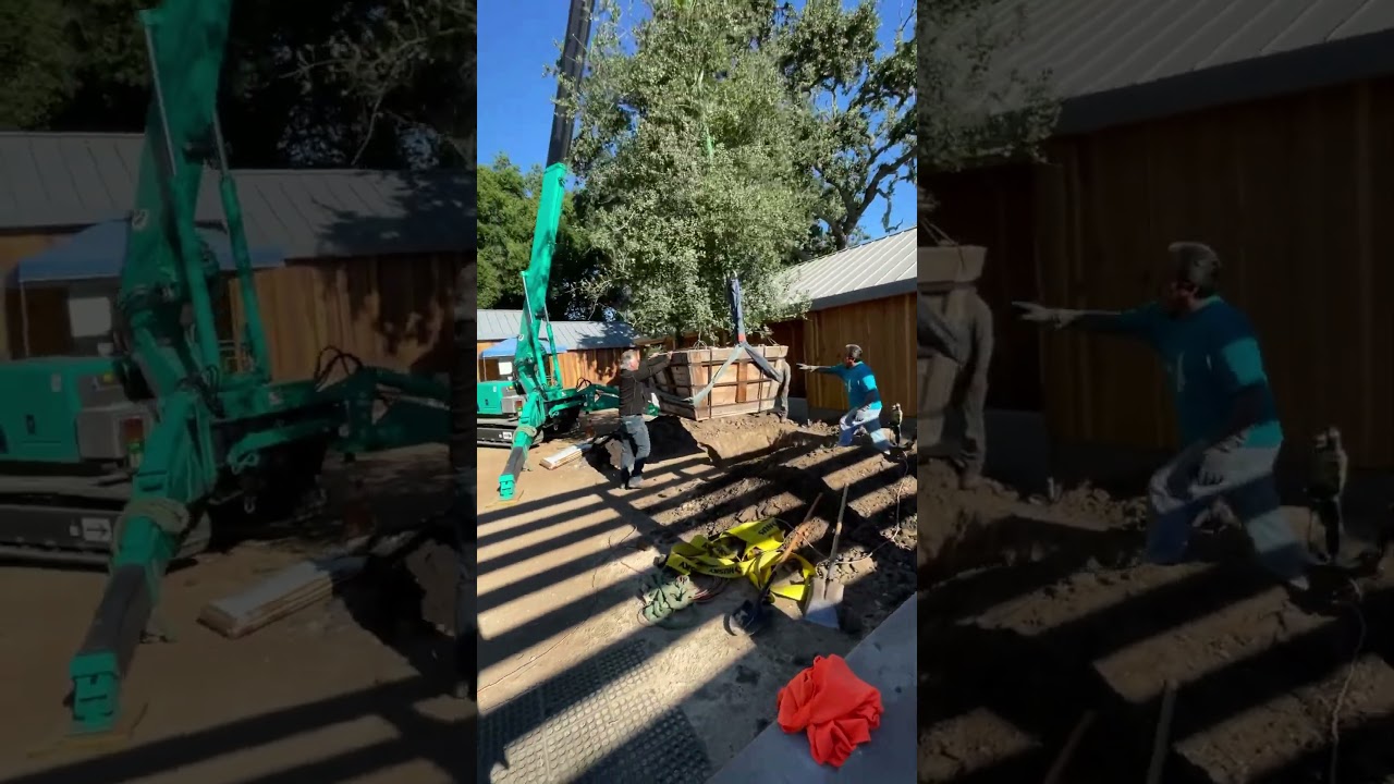 Planting a big oak tree 