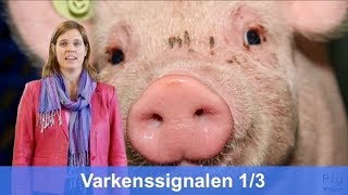 Varkenssignalen Wat Levert Een Betere Waarneming Op? Pigwatch Tutorial Met Marrit Van Engen 13