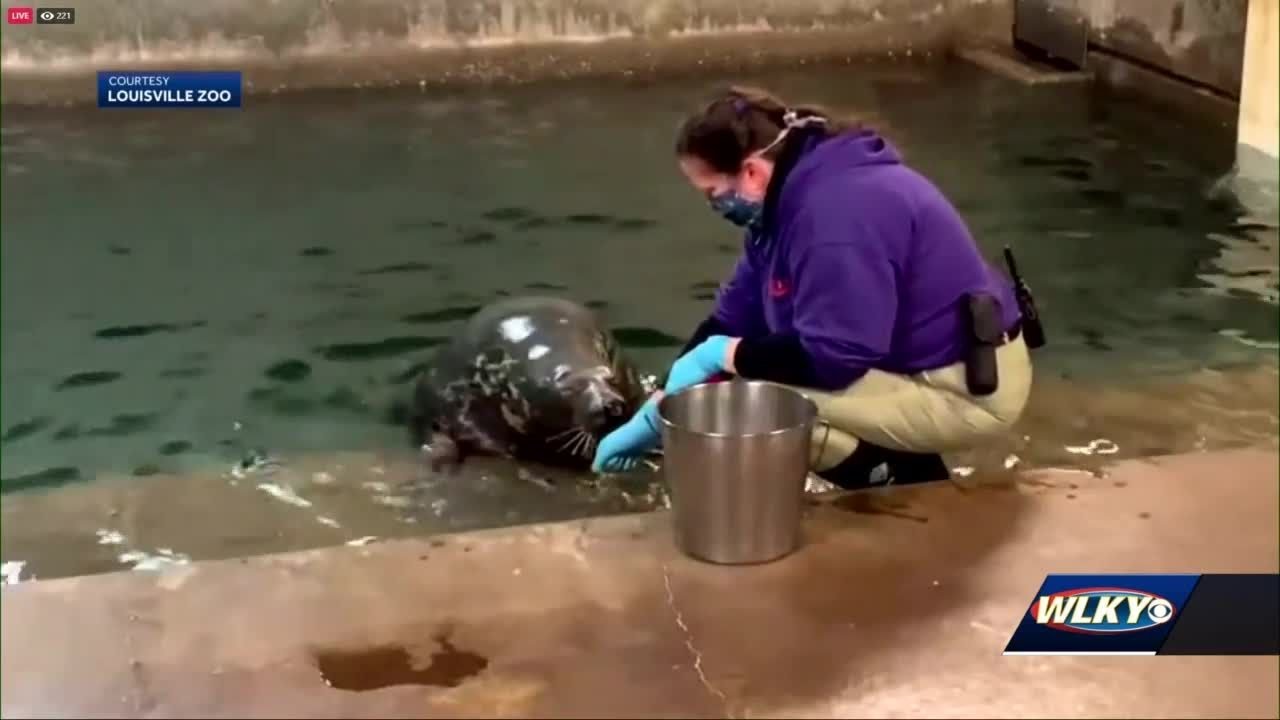 Mommy-to-be! Louisville Zoo announces gray seal pregnant with first pup