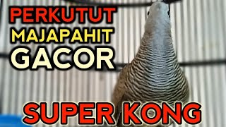 Perkutut majapahit gacor suara besar Pandai mengundang bunyi.