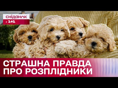 Мальтипу часто разводят в клетках и они никогда не бывают на улице