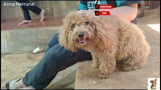 Cuando tu perro te abraza así, no es casualidad - ASMR - Relax