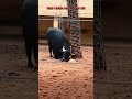 This buffalo just saved a turtle's life 🐃 ❤️ #shorts #buffalo #animals #viral #kindness