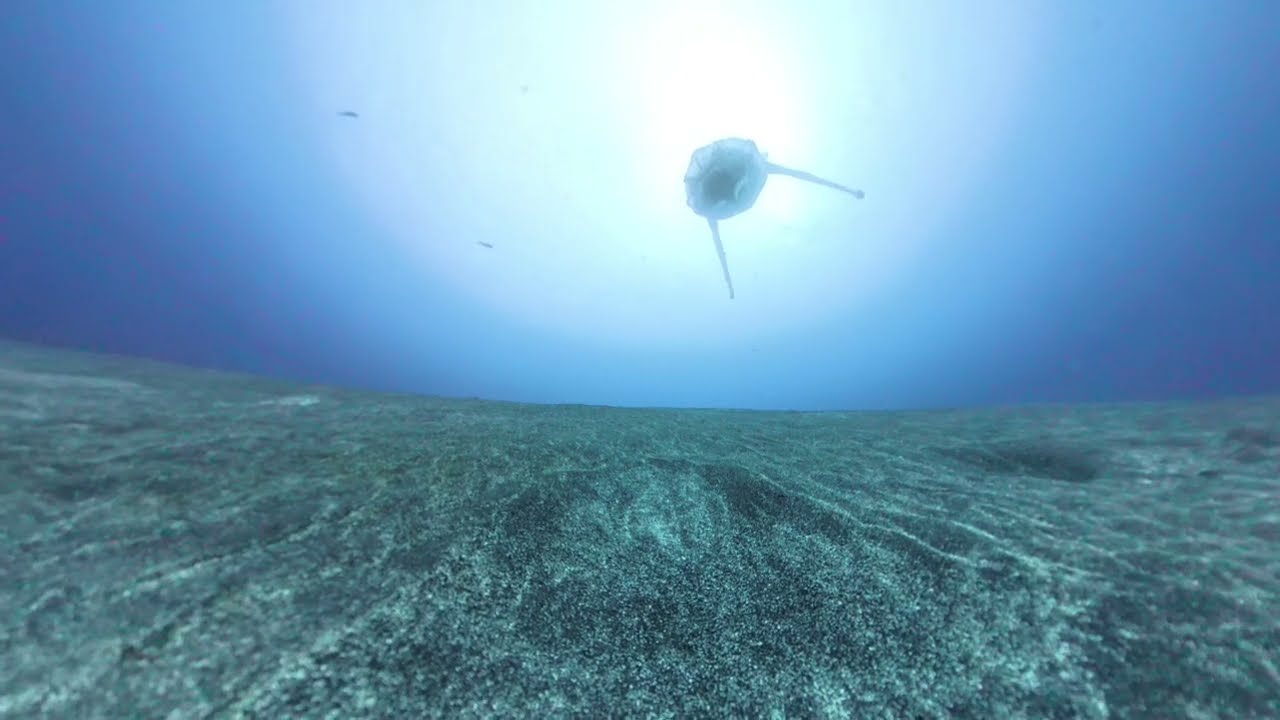 八丈島のナズマドにザトウクジラ現る！定点カメラが捉えた奇跡の