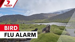 Bird flu reaches Australia with two positive cases | 7NEWS