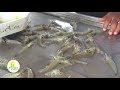 Producción de camarón de agua dulce - Parte 2