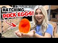 OUR DUCKS EGGS ARE GOING TO HATCH!! *SO COOL*