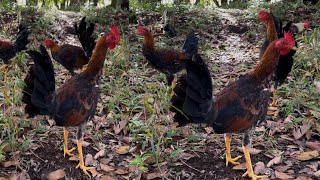 Así de hermosos lucen esto pollos suelto en el criadero 