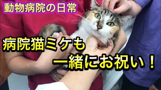 皆で院長にサプライズ！だけのはずが・・・なんか撫でくりまわされたにゃ！【動物病院の日常】
