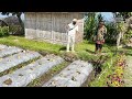 Indonesian baby chilli and tomatos | 100% organic farming
