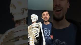 Anatomy and Safety of Headstand (sirsasana) and shoulderstand (sarvangasana): LIVE from IG
