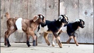 Triplet playtime! 4 days old!