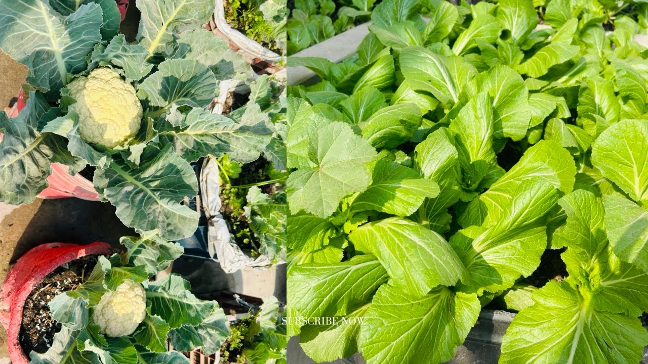 #kaushikheti#shortvideo 