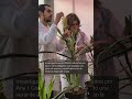 Avances en la ciencia del sorgo: cultivo resiliente al clima para el futuro agrícola de España