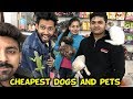 CHEAPEST DOGS | Sanjhalika Vlog