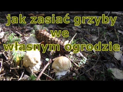 jak zasiać grzyby we własnym ogrodzie