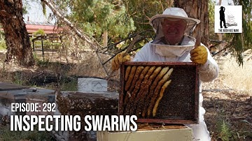 Inspecting a Bee Swarm: What to look for | The Bush Bee Man