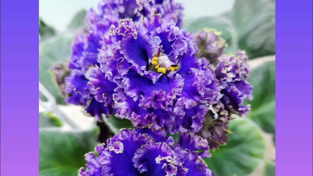 Фиалки! Синих много не бывает! Четыре сорта фиалок с названиями.