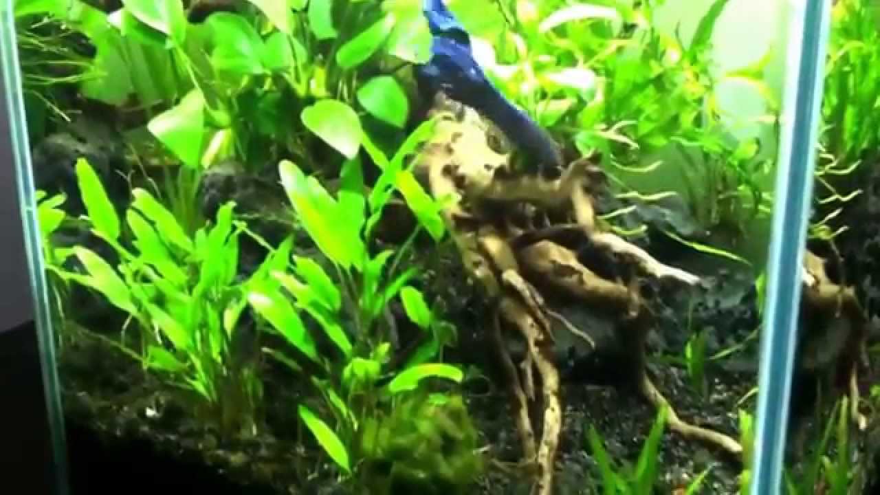 Fluval Chi planted tank