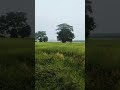 #myanmar #nature #naturelovers