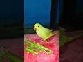 Mithu Ki Zabardast Masti 🦜😂 #mithuparrot #parrotshorts #funnyparrot #viralshorts #cutemithu