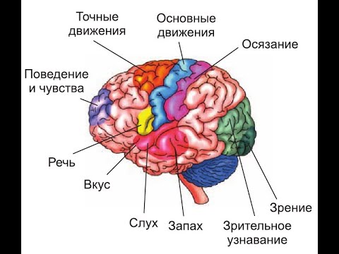 Локализация функций в коре головного мозга