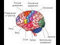 Локализация функций в коре головного мозга