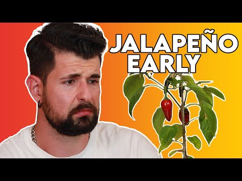 Video: Welche Jalapenos sind heißer rot oder grün?