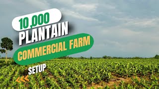 ESTABLISHING A 10-ACRE (10,000) COMMERCIAL PLANTAIN FARM/ Experts' Guide to a Successful farm setup