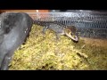 紅眼鱷蜥 飼養環境sitting の動画、YouTube動画。