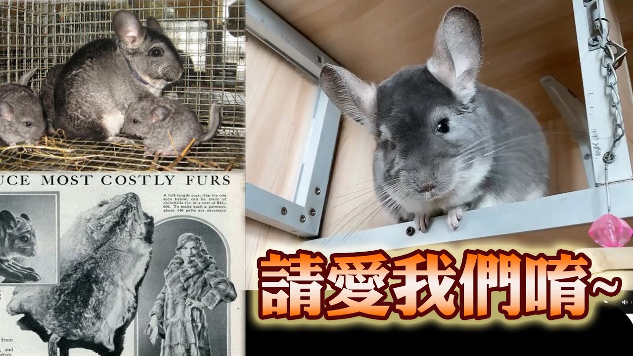 龍貓睡眠測試，為何鼠類總是晝伏夜出?安地斯山脈小精靈還有一段不堪回首的故事,毛皮交易從此改變了牠們的命運...