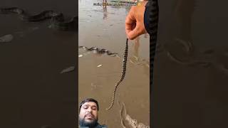 Guardian of the Sea: Rescuing a Stranded Seahorse 🥺 #ytshorts