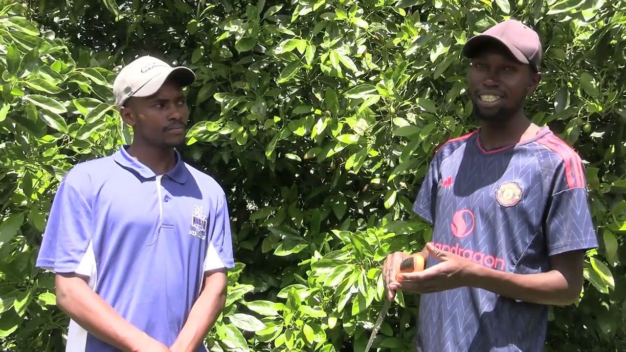 MAKALA YA KILIMO LEO – PARACHICHI (SEHEMU YA PILI)