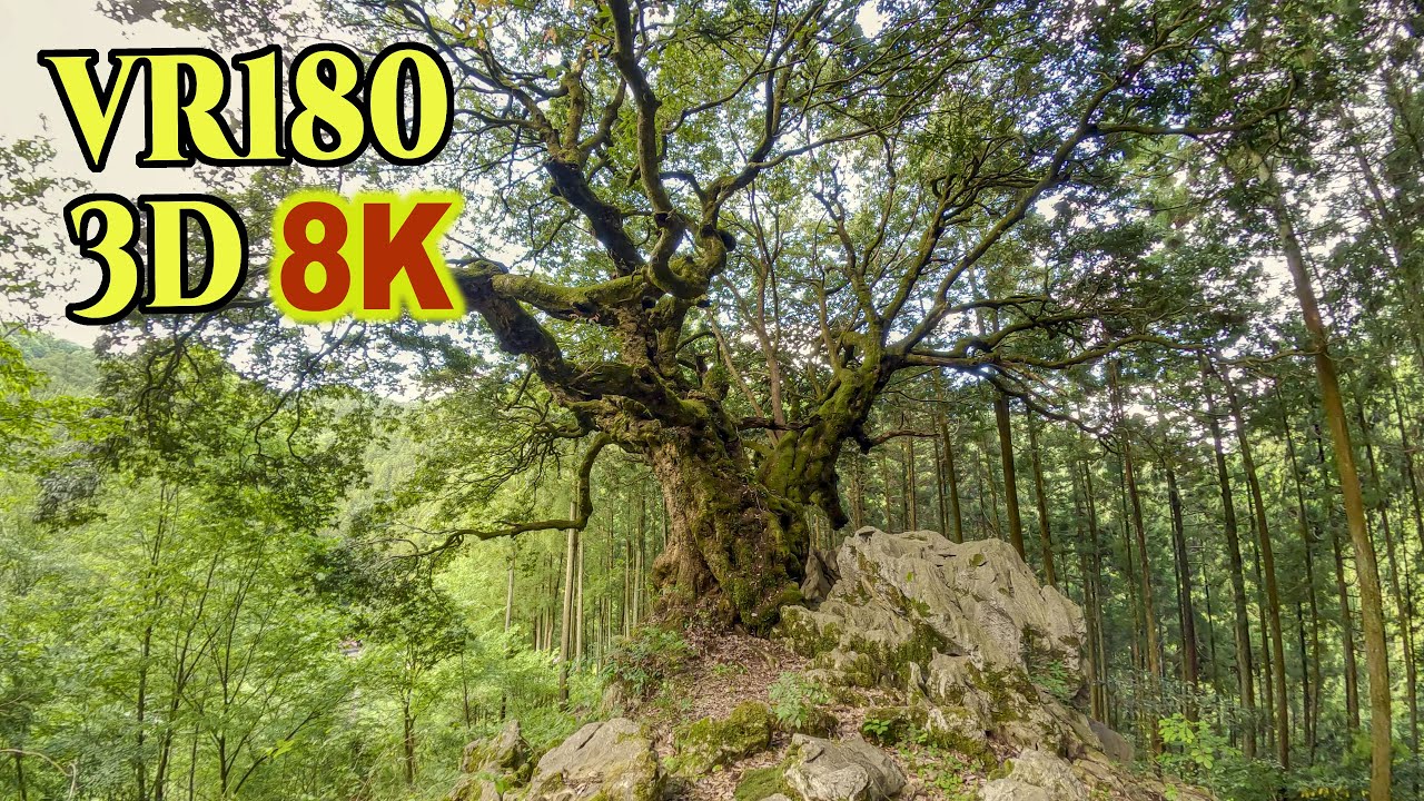 8K 3D VR180 ] 山抱きの大樫（東京都 あきる野市）Giant evergreen oak