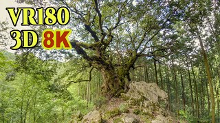 [ 8K 3D VR180 ] 山抱きの大樫（東京都 あきる野市）Giant evergreen oak tree in Tokyo,Japan