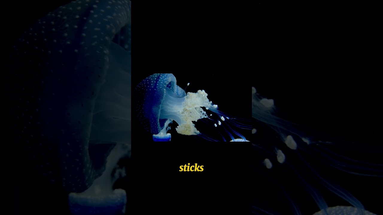 shocking facts abou jelly fishh‼️‼️