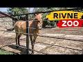 Зоопарк г. Ривне - один из лучших в Украине